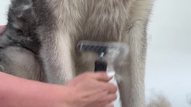 A gentle grooming session takes place, focusing on the beautiful wolfdog's fur while promoting a bonding experience between the animal and its handler.