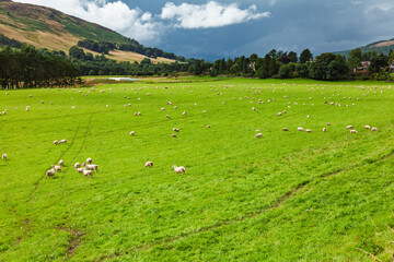 Fototapeta premium Grazing sheep scattered across rural pasture under storm clouds
