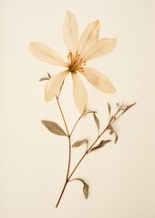 Real Pressed a Honeysuckle flower dried dried flower.