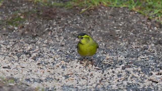 Siskin Feeding on the Ground