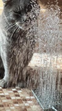 A gray cat sits calmly as water sprays over it, enjoying a cool refreshment in a cozy indoor setting during warm weather.
