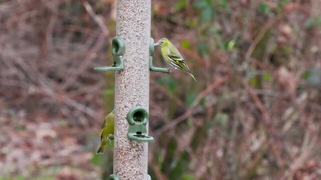 Siskin on a Bird Feeder