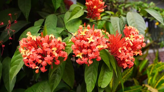 Cluster of vibrant orange and yellow Ixora flowers blooming in lush green foliage
