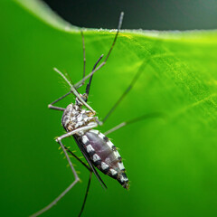 Fototapeta premium Mosquito insect vector resting on vibrant green leaf