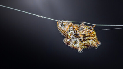 Spiny orb-weaver spider hanging on silk web
