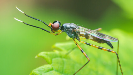 Long-legged fly standing on green leaf