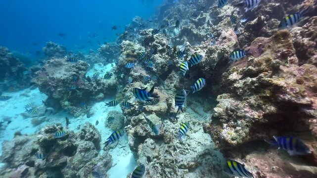 Underwater shot of Scissortail sergeants (Abudefduf sexfasciatus) near Mnemba Island, Zanzibar, Tanzania.