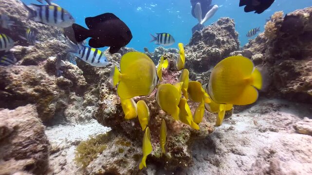 Sunburst butterflyfish (Chaetodon kleinii) and Scissortail sergeants (Abudefduf sexfasciatus) near the surface in Zanzibar, Tanzania.