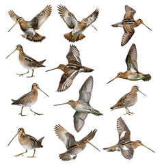 snipe, in flight, game, bird, forest, wild, hunting, to hunt, nature, on the move, on the ground