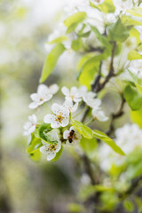 The first spring white flowers on the branches in the garden