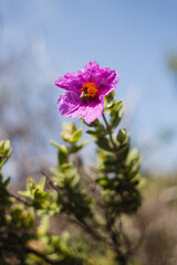 The vibrant bloom of garden flowers in spring is an awakening from the cold