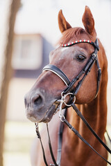 A large, beautiful, proud head of a stallion in harness