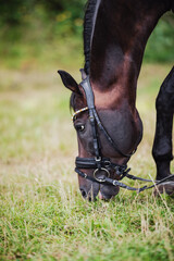A large, beautiful, proud head of a stallion in harness
