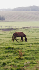 A horse without a harness roams and grazes freely in green fields - ranch life and horse breeding