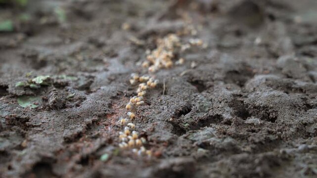Termites walk on the ground and then descend into nests underground.