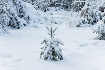Fototapeta premium Small snow-covered spruce sapling in winter forest