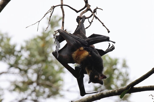spectacled flying fox (Pteropus conspicillatus) Queensland, Australia