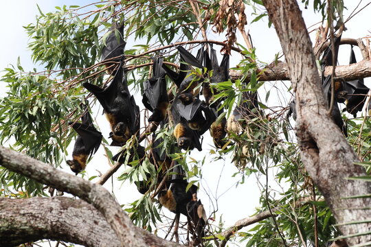 spectacled flying fox (Pteropus conspicillatus) Queensland, Australia
