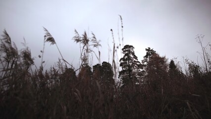 Moodful Scene Of Swamp With Distant Trees, Serene Marshland Silhouette Under Cloudy Evening Sky . Media