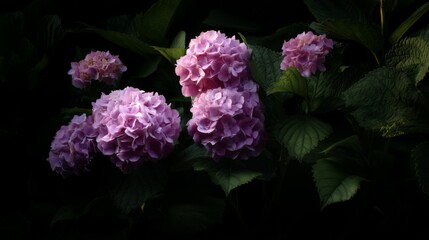 Fototapeta premium Beautiful purple hydrangea flowers blooming vibrantly in a lush garden with dark foliage creating a stunning contrast of colors and textures.