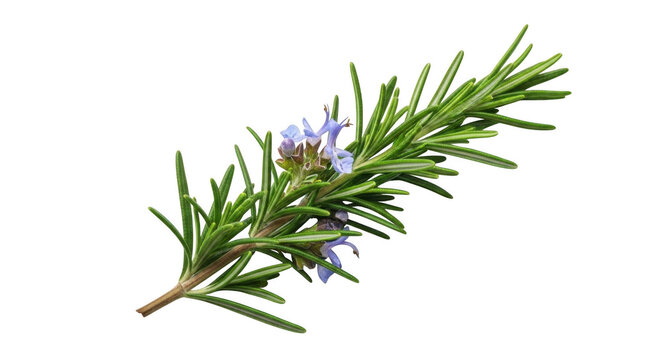 Fresh rosemary sprig with delicate purple flowers on a transparent background black background