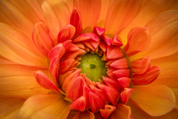 Macro Orange Dahlia Flower Center with Tight Petals and Green Disc © Ralph Lear