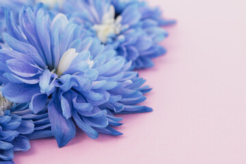 Soft greeting: blue chrysanthemum flowers delicately arranged on a pastel pink background