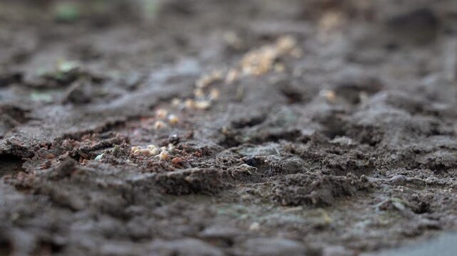 Termites walk on the ground and then descend into nests underground.