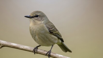 Obraz premium Small songbird perched on a branch, looking alert in soft natural light.