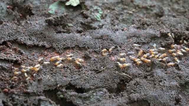 Termites walk on the ground and then descend into nests underground.