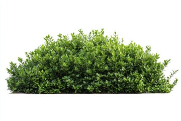 Obraz premium A bushes and shrubs isolated on a white background plant vegetation landscape.