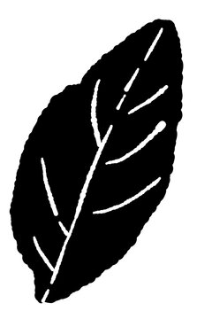 Monochrome Basil Leaf Art Vector Illustration
