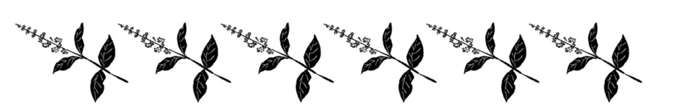 Simple Basil Herb Divider Line Vector