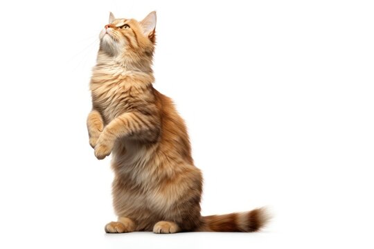 Mammal animal kitten pet.