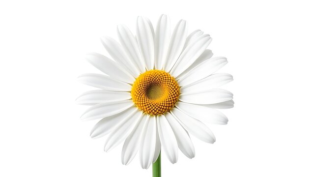 Isolated daisy blossom with white petals and yellow center.