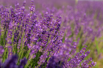 Blooming lavender flowers fill a picturesque field, showcasing a vibrant blend of purple and green hues. Soft petals and delicate leaves create a serene and tranquil atmosphere