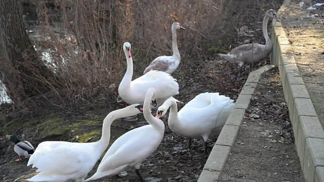 A group of waterfowl on a sunny shore. Highlighting the importance of protecting stopover habitats for migratory bird species.
