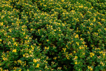 Hypericum hidcote, also known as st. John's wort, displays a vibrant carpet of small, star-shaped yellow flowers amidst its dense, dark green foliage, creating a cheerful summer scene