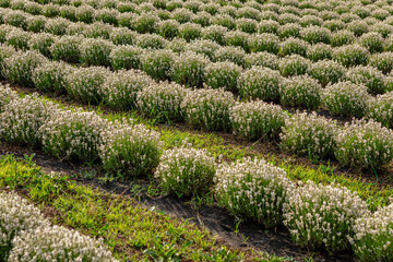 White thyme bushes are growing in neat rows on a farm or plantation, creating a visually appealing pattern with dark mulch between rows and green weeds