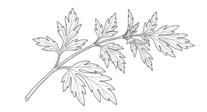 Detailed black and white botanical line art illustration of a mugwort or artemisia vulgaris branch with its distinct leaves.
