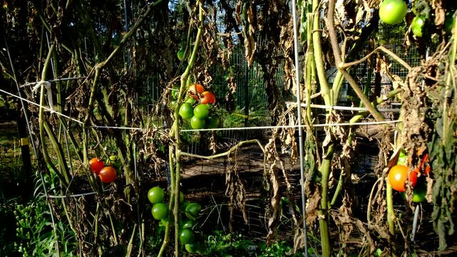 Close up of bunch of ripe and green cherry tomatoes hanging from dying vine and moving camera away revealing withering plants after first frost