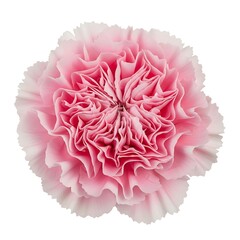 Close-up of a Delicate Pink Carnation Flower on White Background.