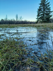 A frozen puddle on the green grass.
