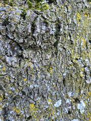 background of old wood and moss covered with moss