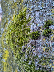 moss on tree in nature