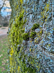moss on tree in nature