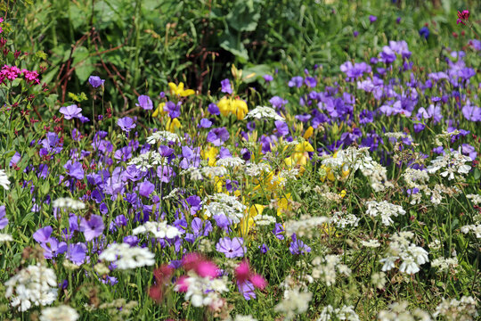 Colourful bed of flowers with Bellflowers, White Laceflower and Garden Catchfly,  Sussex England

