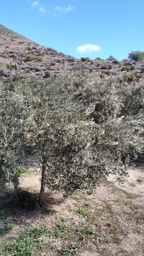 Traditional mediterranean olive tree plantation with moving camera, organic farming under sunny sky with clouds.