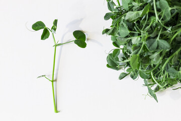 Pea sprouts on white background. Microgreens - healthy food.