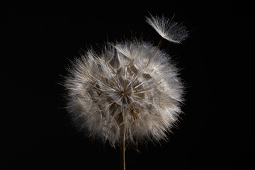 A Tragopogon flower has developed a fluffy, dandelion-like seed head. The delicate seeds are catching the light against a dark background, showcasing a beautiful contrast in textures and forms.